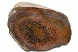 Polished Dinosaur Bone (Gembone) Limb Section - New Mexico #340058-1
